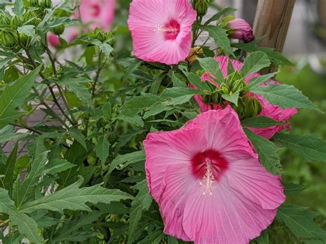 芙蓉種植方法|フヨウ（芙蓉）とは？育て方・栽培方法